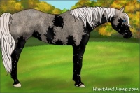 Horse Color:Void Silver Classic Champagne Roan Dun Splash Rabicano 