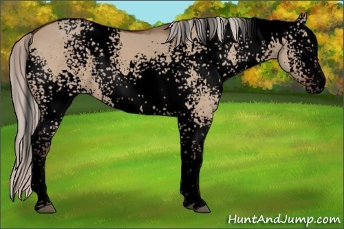 Horse Color:Void White Spotted Silver Brown Dun Rabicano