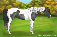 Horse Color:Black Tobiano 