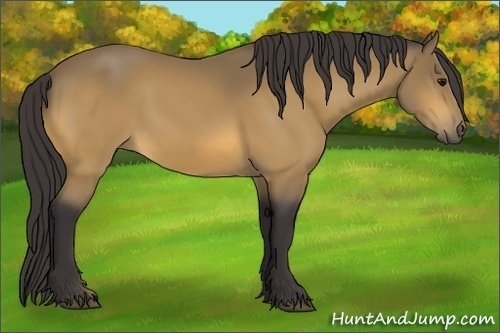 Horse Color:Buckskin 