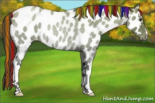 Horse Color:Painted Classic Champagne Roan Appaloosa Rabicano 