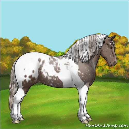 Horse Color:Silver Black Tobiano Blanket 