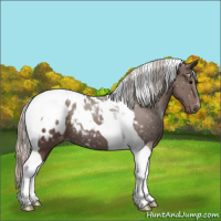 Horse Color:Silver Black Tobiano Blanket 