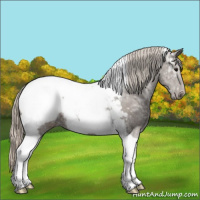 Horse Color:Silver Black Ice Tobiano Appaloosa 