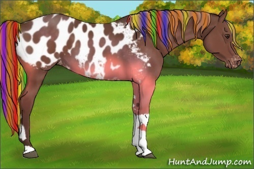 Horse Color:Painted Liver Chestnut Tobiano Appaloosa Rabicano 