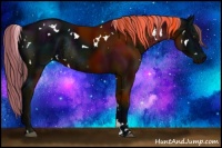 Horse Color:Painted White Spotted Midnight Liver Chestnut Rabicano 