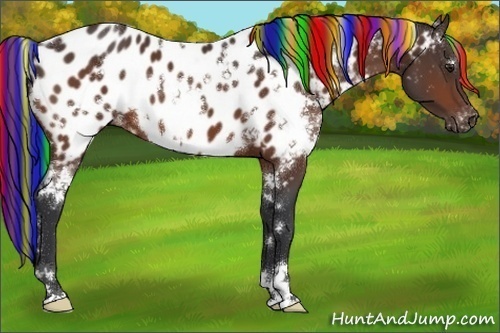 Horse Color:Painted White Spotted Brown Appaloosa 