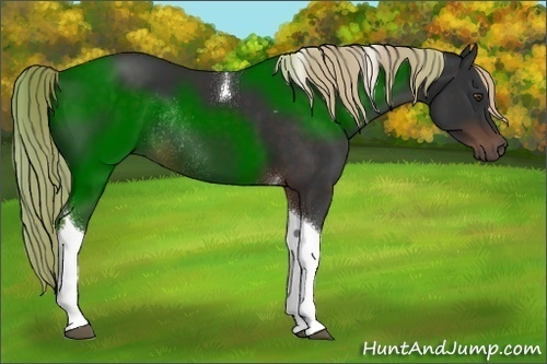 Horse Color:Liver Chestnut Tobiano Rabicano