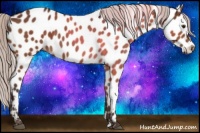 Horse Color:Silver Brown Appaloosa Rabicano 