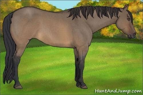 Horse Color:Brown Roan Dun 