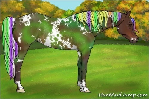 Horse Color:Painted White Spotted Silver Brown Rabicano