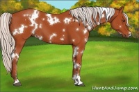 Horse Color:White Spotted Silver Brown Sabino 