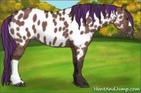 Horse Color:Painted Liver Red Dun Appaloosa 