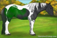 Horse Color:Black Tobiano Rabicano 