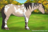 Horse Color:Sable Champagne Dun Tobiano 