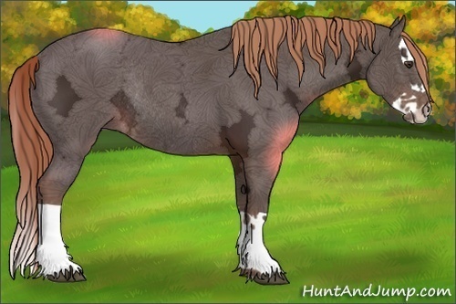 Horse Color:Liver Chestnut Ice Splash Rabicano 