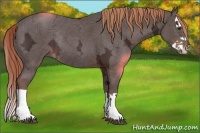 Horse Color:Liver Chestnut Ice Splash Rabicano 