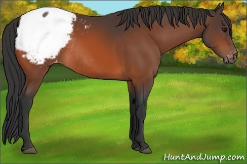 Horse Color:Bay Appaloosa Rabicano 