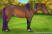 Horse Color:Painted Bay Rabicano 