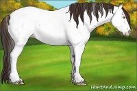 Horse Color:White Spotted Sable Champagne Appaloosa 