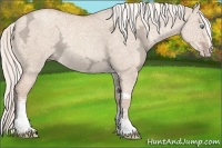 Horse Color:White Spotted Gold Champagne Ice Dun Tobiano Rabicano 