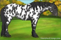 Horse Color:Black Appaloosa 