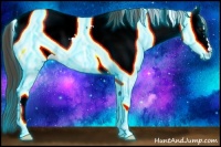Horse Color:Thunderstruck White Spotted Liver Chestnut Splash Appaloosa 