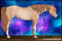 Horse Color:Gold Champagne Roan Rabicano 