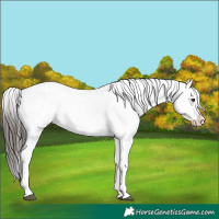 Horse Color:White Spotted Liver Chestnut Appaloosa 