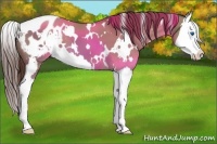 Horse Color:White Spotted Liver Red Dun Splash Appaloosa 
