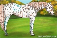 Horse Color:Painted Silver Bay Appaloosa 