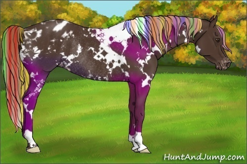 Horse Color:Painted White Spotted Liver Chestnut Appaloosa Rabicano 