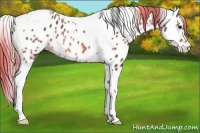 Horse Color:Bay Tobiano Appaloosa 