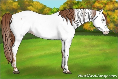 Horse Color:Red Roan Appaloosa 