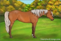 Horse Color:Silver Buckskin 