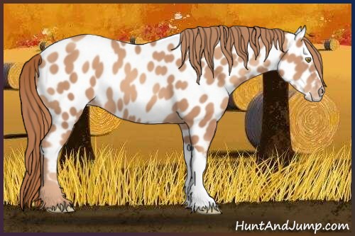 Horse Color:Gold Champagne Appaloosa 