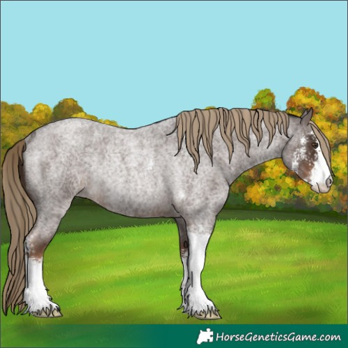 Horse Color:Liver Red Roan Sabino Rabicano