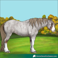 Horse Color:Liver Red Roan Sabino Rabicano