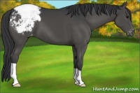 Horse Color:Black Appaloosa 