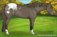 Horse Color:Smoky Black Appaloosa 