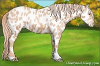 Horse Color:Gold Champagne Appaloosa and Gold Champagne Appaloosa