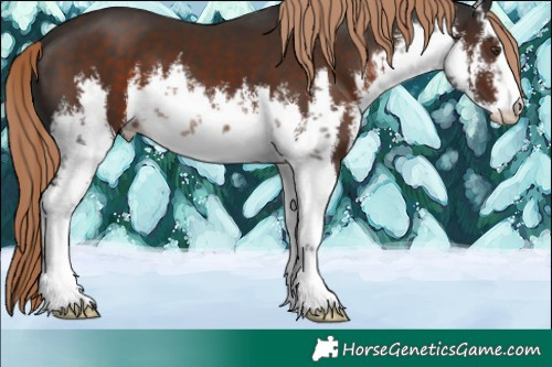 Horse Color:White Spotted Liver Chestnut 