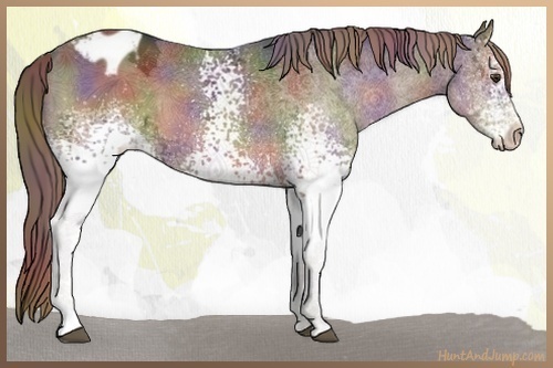 Horse Color:Nacre White Spotted Liver Chestnut Ice Appaloosa 