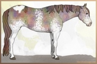 Horse Color:Nacre White Spotted Liver Chestnut Ice Appaloosa 