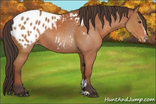 Horse Color:Brown Sabino Appaloosa 