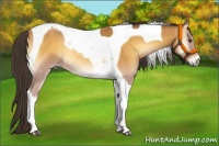 Horse Color:Buckskin Onyx Tobiano 