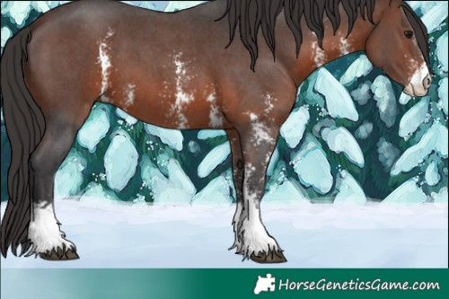 Horse Color:Brown Sabino