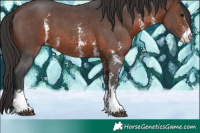 Horse Color:Brown Sabino 