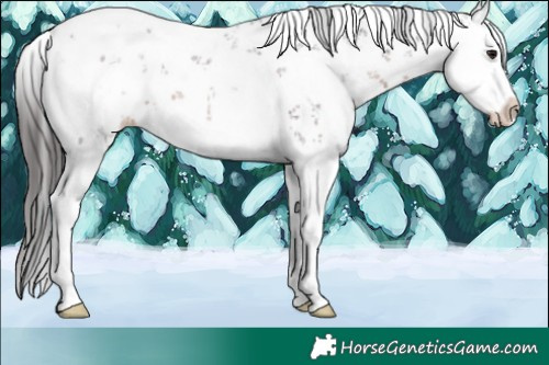 Horse Color:White Spotted Brown Sabino Splash Blanket