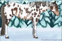 Horse Color:Liver Chestnut Mushroom Tobiano Near Leopard 